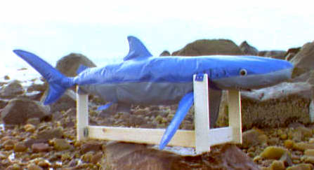 Blue shark model